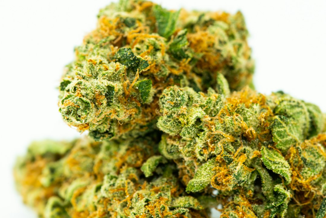 Top High-THC Strains for Experienced Growers in 2026
