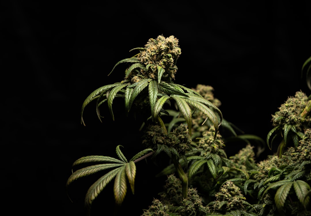 Best LED Grow Light Settings to Maximize Bud Density
