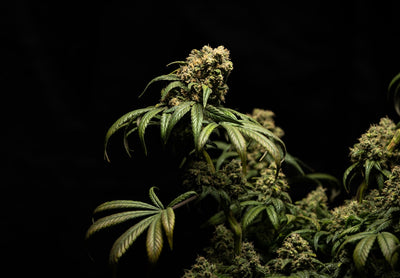 Best LED Grow Light Settings to Maximize Bud Density