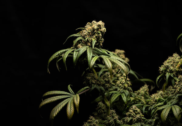 Best LED Grow Light Settings to Maximize Bud Density