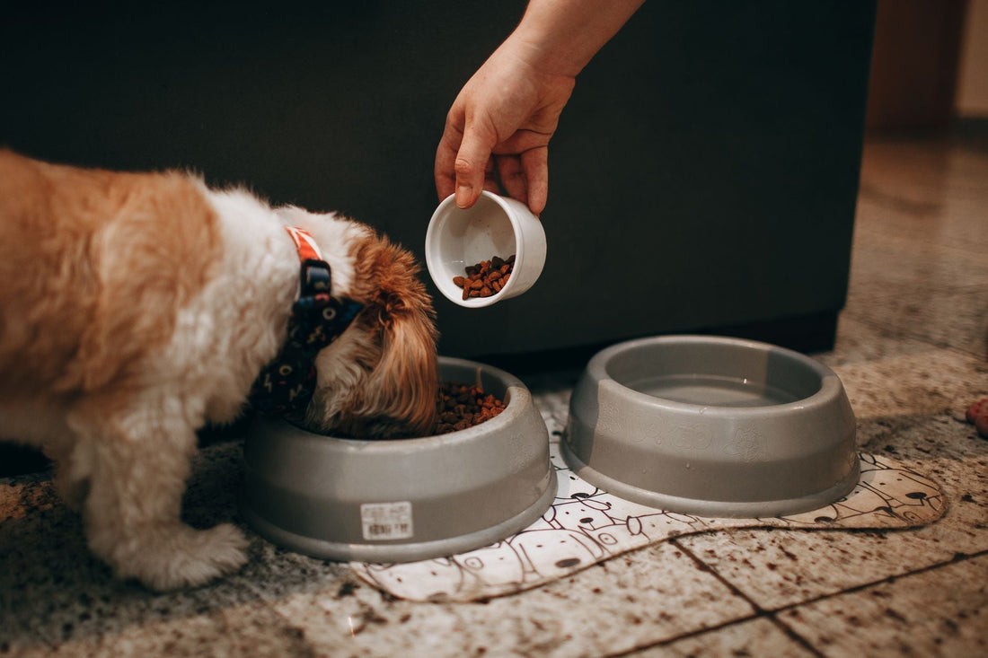 Study: Hemp in Dog Food May Boost Gut Health