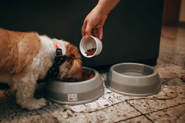 Study: Hemp in Dog Food May Boost Gut Health