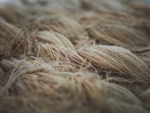Māori Hemp Enterprises and the Treaty in New Zealand