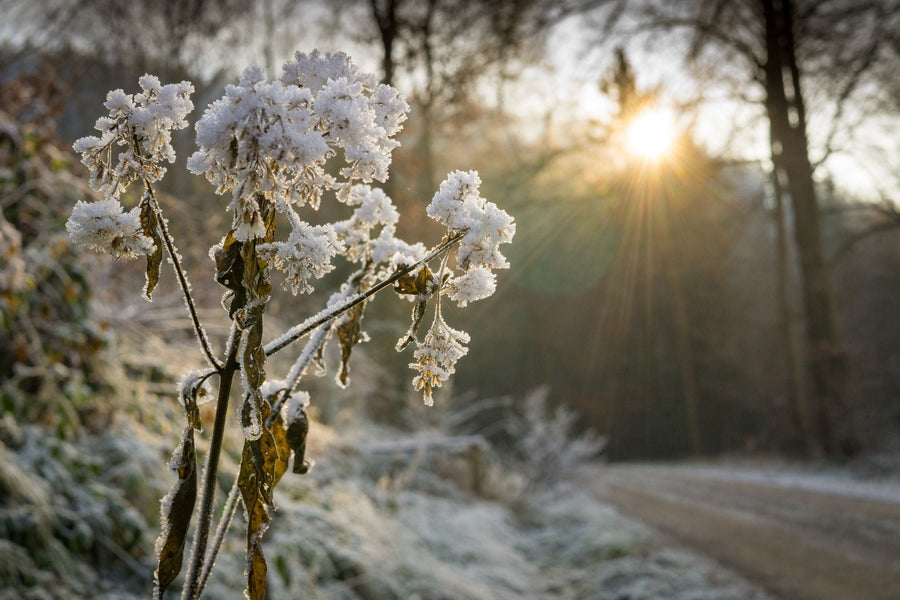 Protecting Outdoor Cannabis From Early Frost