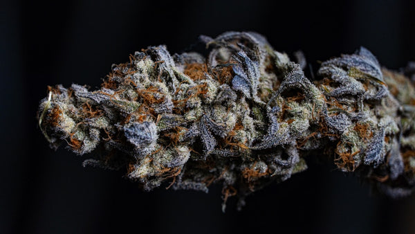 Living Soil and Bud Density: What Actually Drives Trichomes