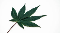 Bill Barr Joins Fight to Reverse Marijuana Rescheduling