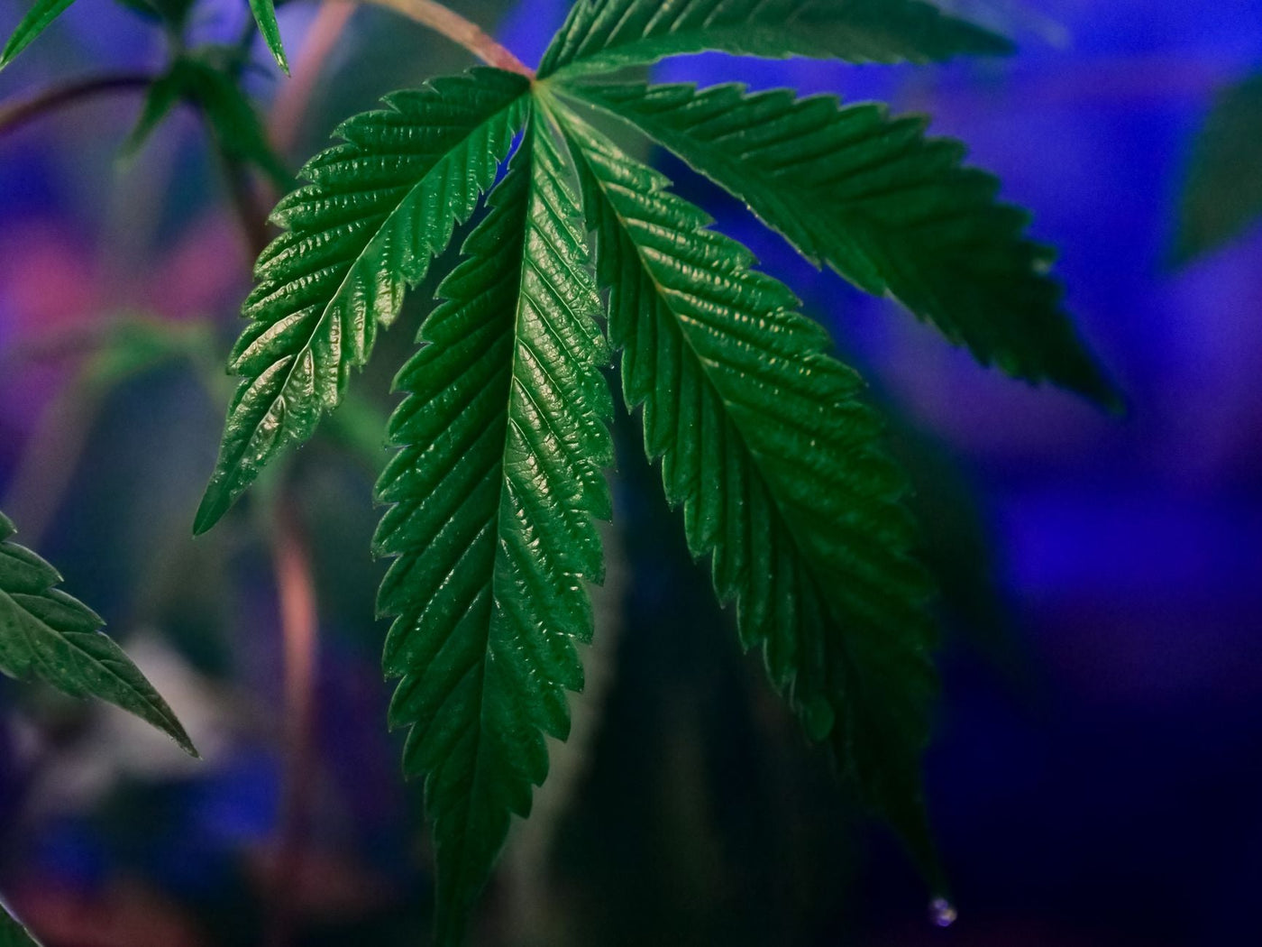 Greece's Medical Cannabis Boom Meets Unchanged Recreational Penalties