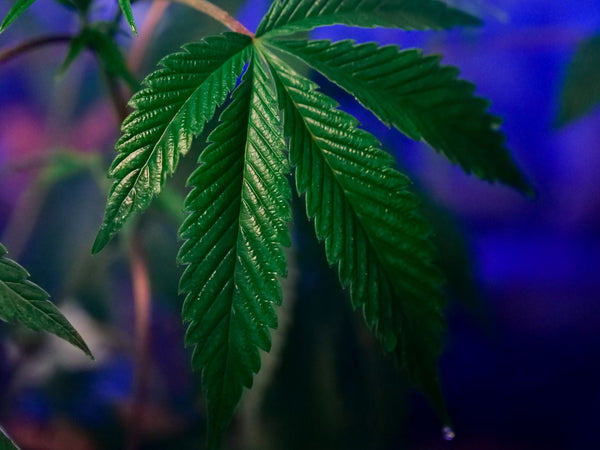 Greece's Medical Cannabis Boom Meets Unchanged Recreational Penalties