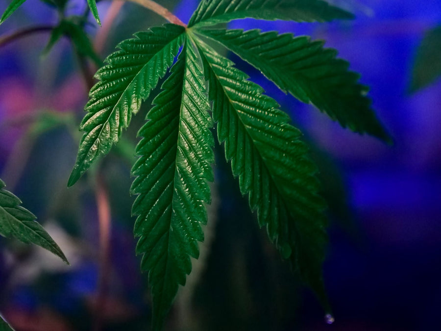 Greece's Medical Cannabis Boom Meets Unchanged Recreational Penalties