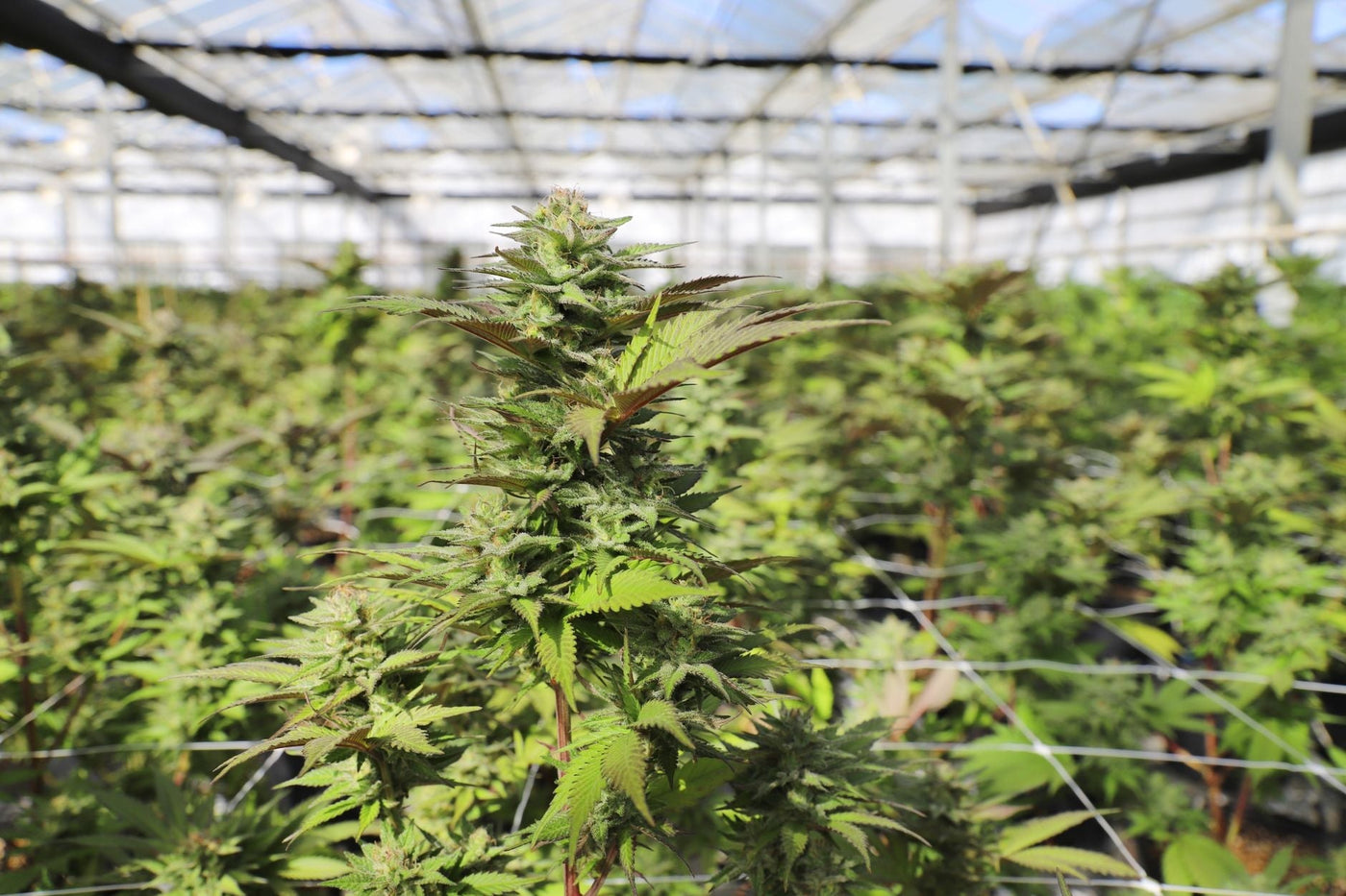How Portugal Became Europe's Top Medical Cannabis Exporter