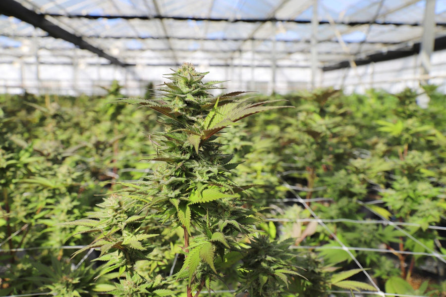 How Portugal Became Europe's Top Medical Cannabis Exporter