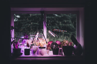 From Hidden Greenhouses to Grow Tents: How Covert Growing Evolved