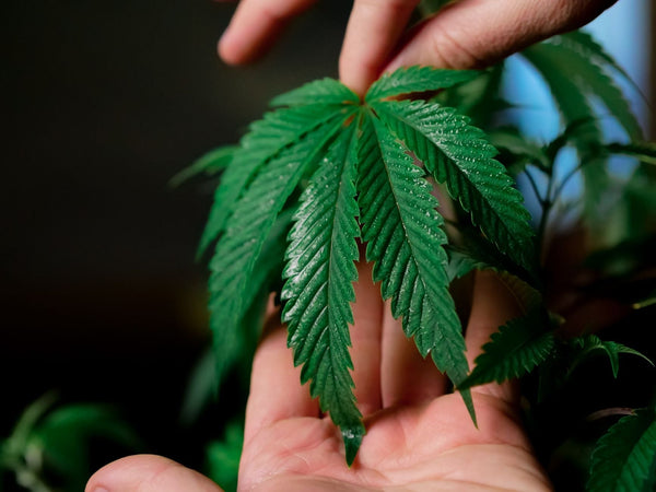 Hand-Watering vs. Automated Systems: What Legacy Growers Knew