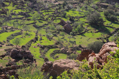 Morocco's Legal Hashish Trade: From Contraband to Export Contract