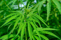 Malawi's Chamba Heritage Meets the 2020 Cannabis Law