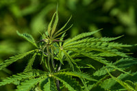 Africa's Cannabis Gold Rush: Who's Positioned to Lead Exports