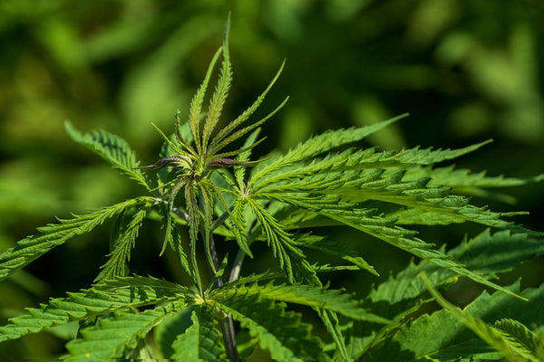 Africa's Cannabis Gold Rush: Who's Positioned to Lead Exports