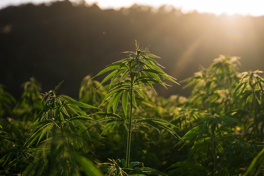 Zambia's Cannabis Export Law vs. St. Vincent's Rasta Amnesty