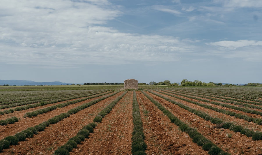 Inside France's Industrial Hemp Boom, Europe's Biggest Grower
