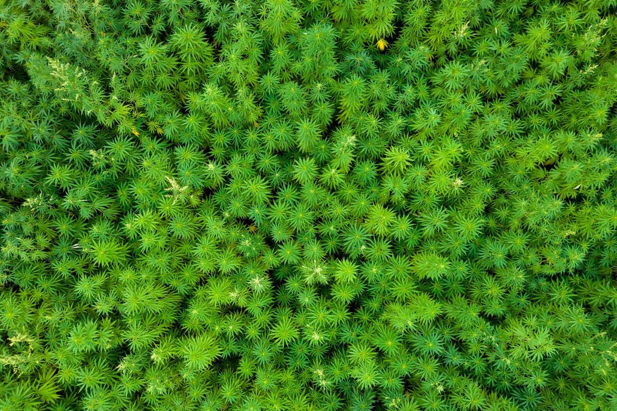 An aerial perspective of a vibrant cannabis field in North Carolina, showcasing dense green foliage.