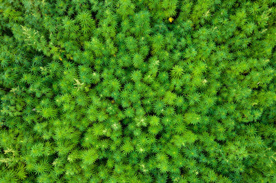Hemp Acreage Data Hints at a THC Isomer Glut by 2028