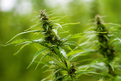 Hemp Homespun: How Kentucky Became America's Antebellum Hemp Belt