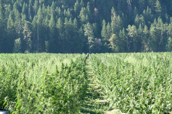 Rand Paul &  How Hemp THC Legality Can Unite a Divided Senate