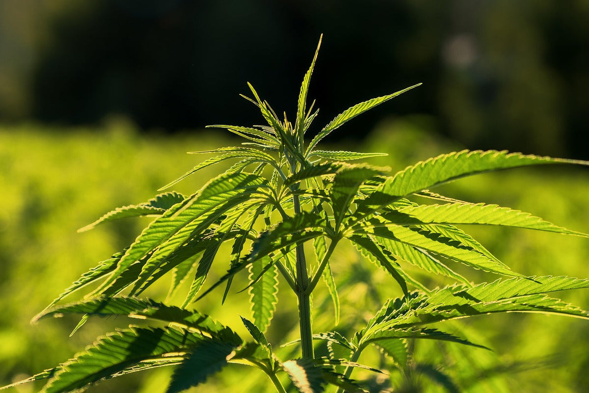 hemp, plant, medicinal plant, leaves
