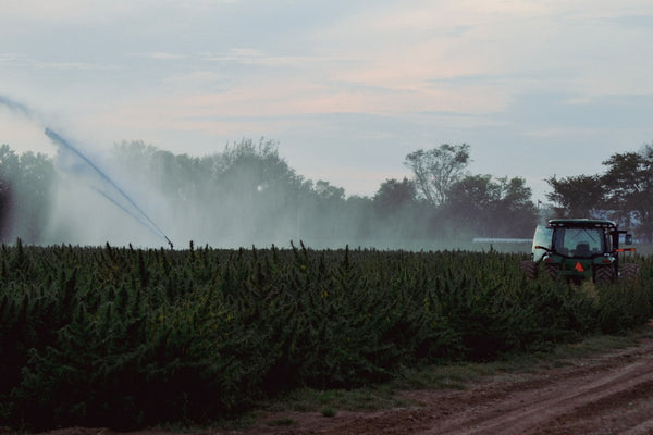 White House Backs Bill to Keep Hemp THC Products Legal