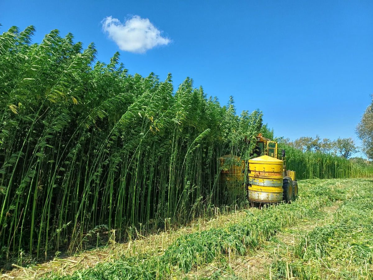 A harvester in a hemp field under a clear blue sky in Brandenburg, Germany.