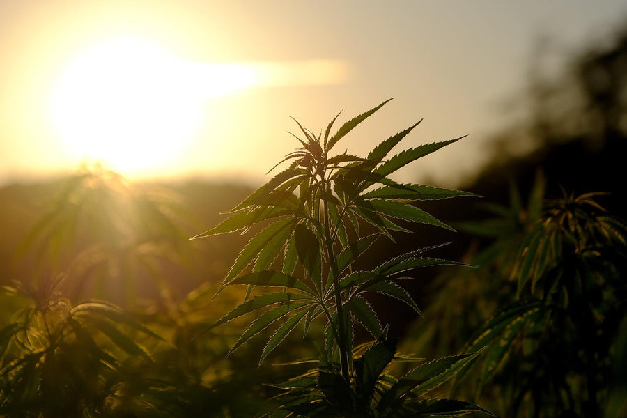 Federal Hemp THC Ban: What Happens After Nov 12, 2026?
