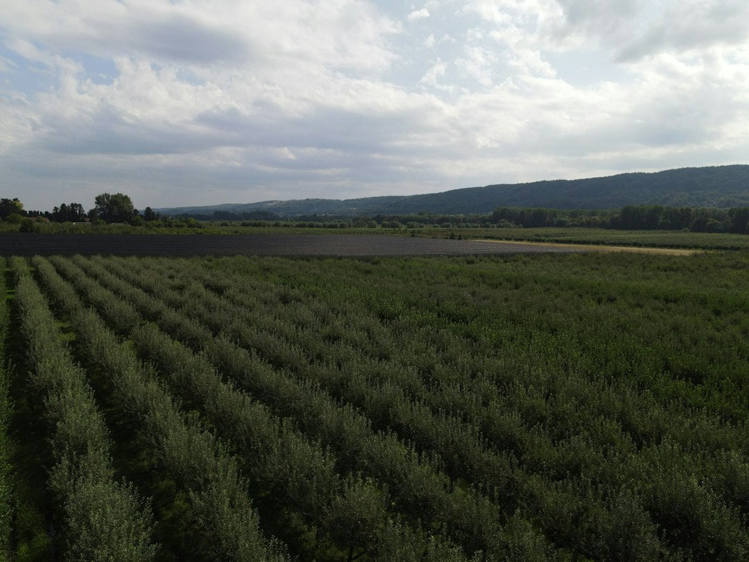 Late-Season Hermaphroditism in Multi-Acre Hemp Fields