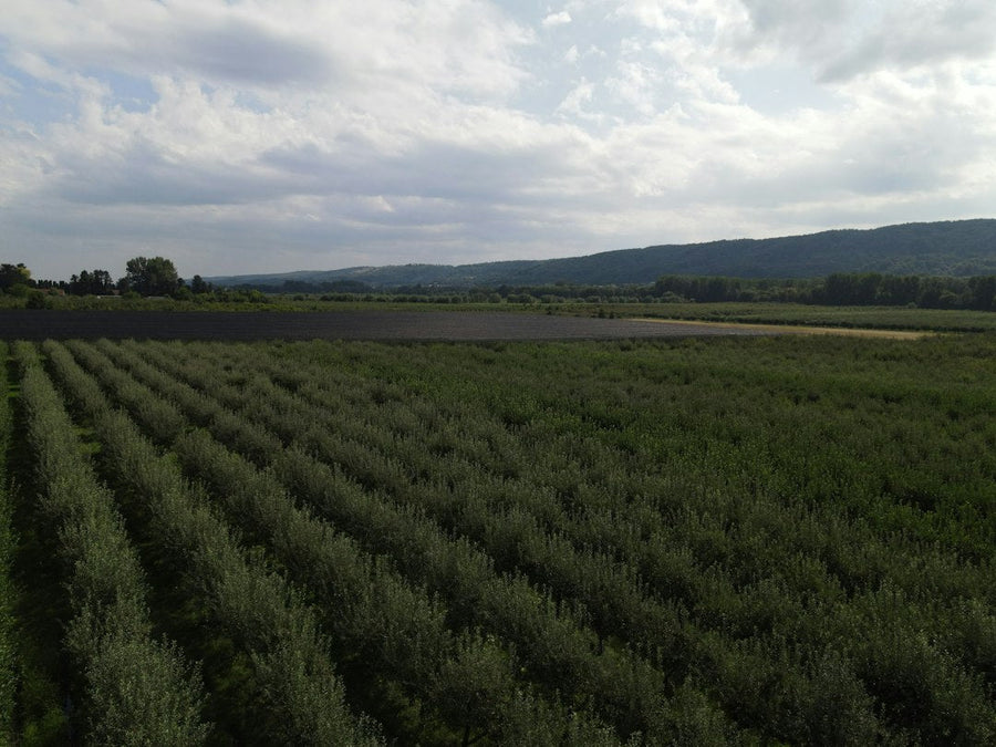 Late-Season Hermaphroditism in Multi-Acre Hemp Fields