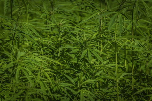 The USDA Testing Window That Decides Hemp's Genetic Future