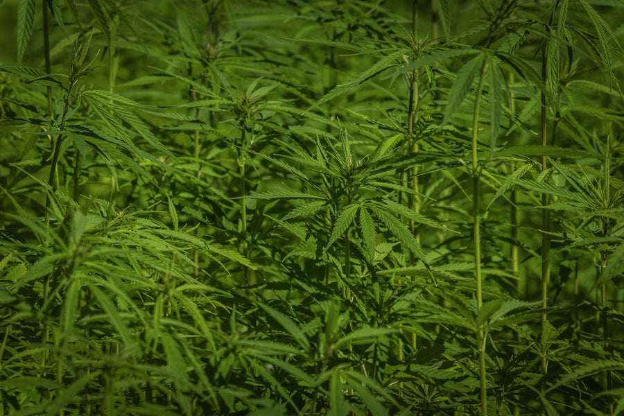 The USDA Testing Window That Decides Hemp's Genetic Future
