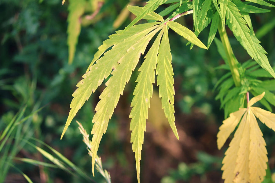 Hemp's Forgotten Reign in Poland's Peasant Economy