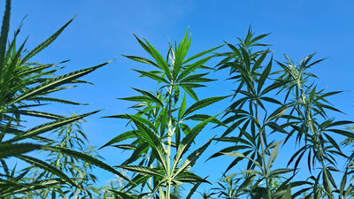 Scythian Hemp Use on the Eurasian Steppe, Explained