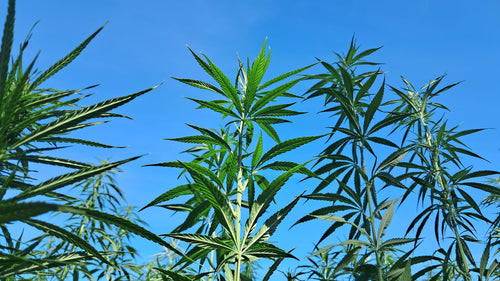 Scythian Hemp Use on the Eurasian Steppe, Explained