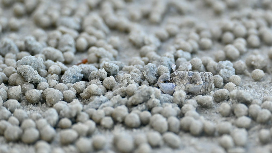 From Fiber to Filament: Will Hemp PLA Ever Beat Plastic on Price?