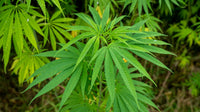 Guerrilla Growing: Techniques That Predate the Grow Tent
