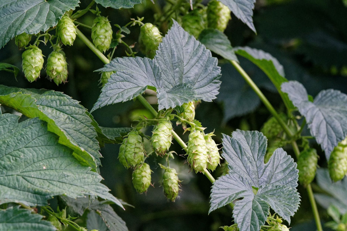Kent's Lost Hop-Hemp Rotation: England's Forgotten Fiber Economy