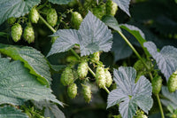 Kent's Lost Hop-Hemp Rotation: England's Forgotten Fiber Economy
