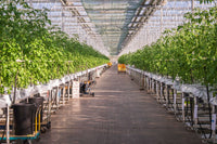 Hydro vs Soil Cannabis: What the Yield & Quality Data Says