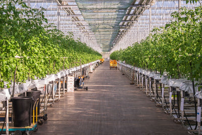 Hydro vs Soil Cannabis: What the Yield & Quality Data Says