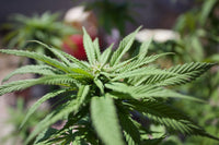 Prohibition's Legacy: How Banning Cannabis Fueled Dangerous Grows