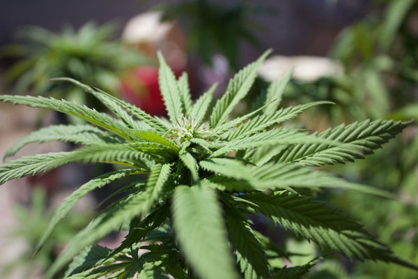 Prohibition's Legacy: How Banning Cannabis Fueled Dangerous Grows
