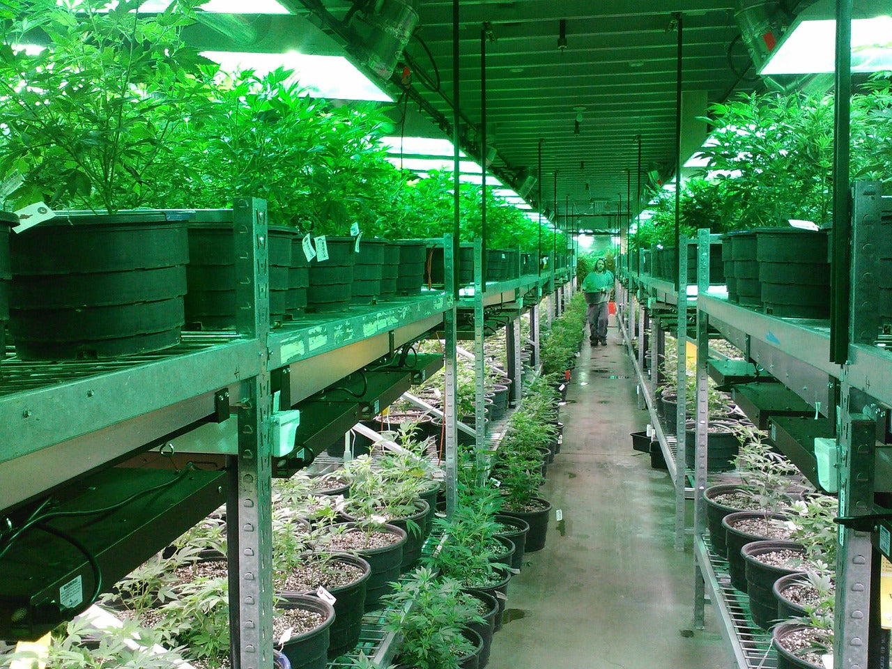 How AI Automation Is Reshaping Commercial Cannabis Grows