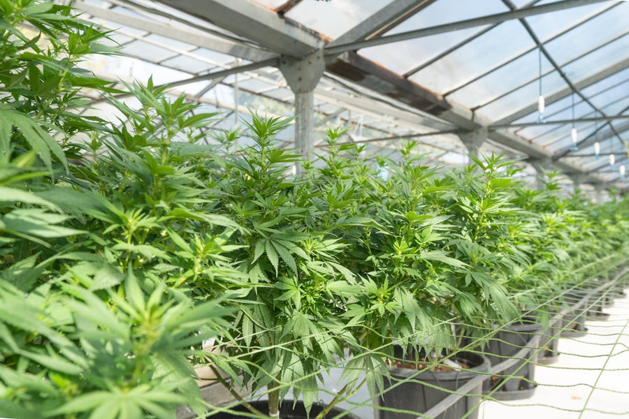HVAC Mistakes That Quietly Kill Cannabis Yield
