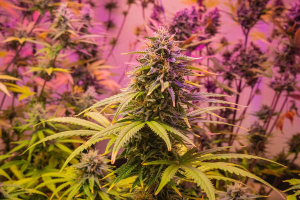 LED Grow Lights: Rethinking Your Cooling and Dehumidification Math