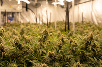 Full Spectrum LED Grow Lights: What Spectrum Really Does